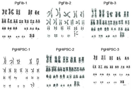 단성생식 기원세포(PgFib-1, PgFib-2, PgFib-3)와 단성생식 전분화능 줄기 세포(PgHiPSC-1, PgHiSPC-2, PgHiPSC-3)의 핵형 확인