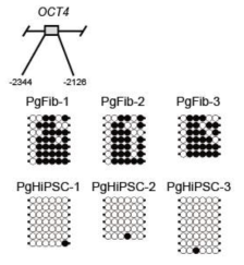 단성생식 기원세포주(PgFib-1, PgFib-2, PgFib-3)와 단성생식 전분화능 줄 기세포주(PgHiPSC-1, PgHiSPC-2, PgHiPSC-3)에서의 전분화능 전사인자 메틸화 패 턴 분석; 빈원 및 검정원은 각각 저메틸화된 CpG 및 메틸화된 CpG를 나타냄