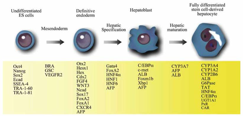 간세포 분화유도의 주요 단계 및 단계별 유전자 발현의 특성
