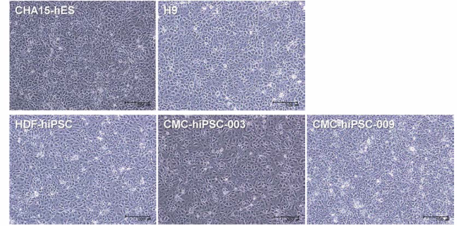 CHIR99021 을 추가하여 분화를 유도한 내배엽 세포.