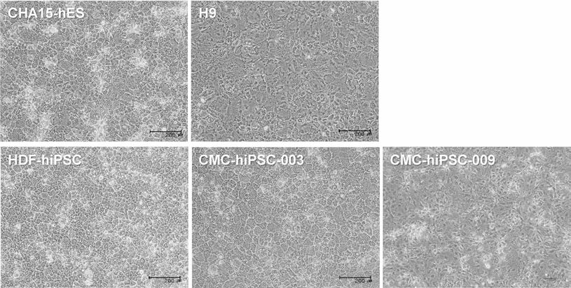 CHIR99021 을 추가하여 분화를 유도한 인간 전분화능 줄기세포주 유래 간세포