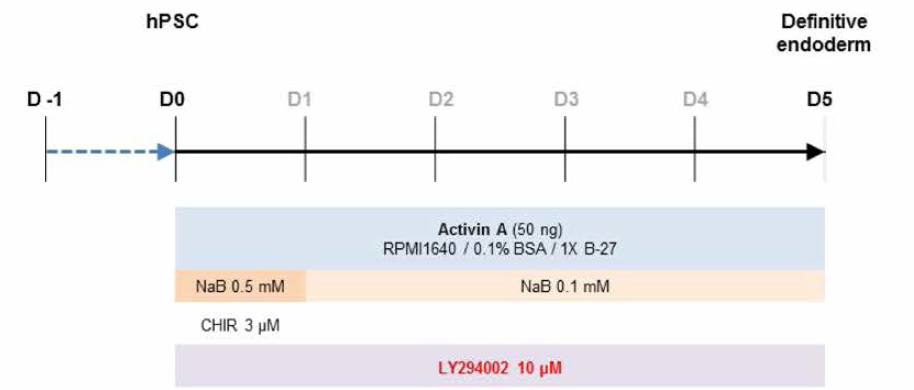 PBK 저해제 LY294002를 5일 처리하는 내배엽 분화 유도 프로토콜 모식도,