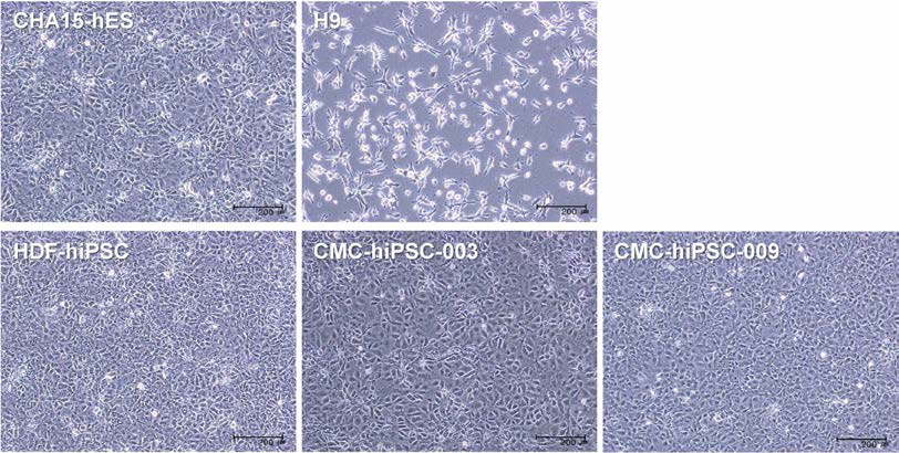 LY294002를 추가하여 분화를 유도한 내배엽 세포.