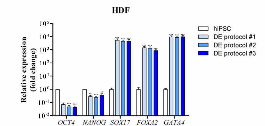 HDF-hiPSC 세포주로부터 분화된 내배엽 세포의 마커 유전자 발현변화.