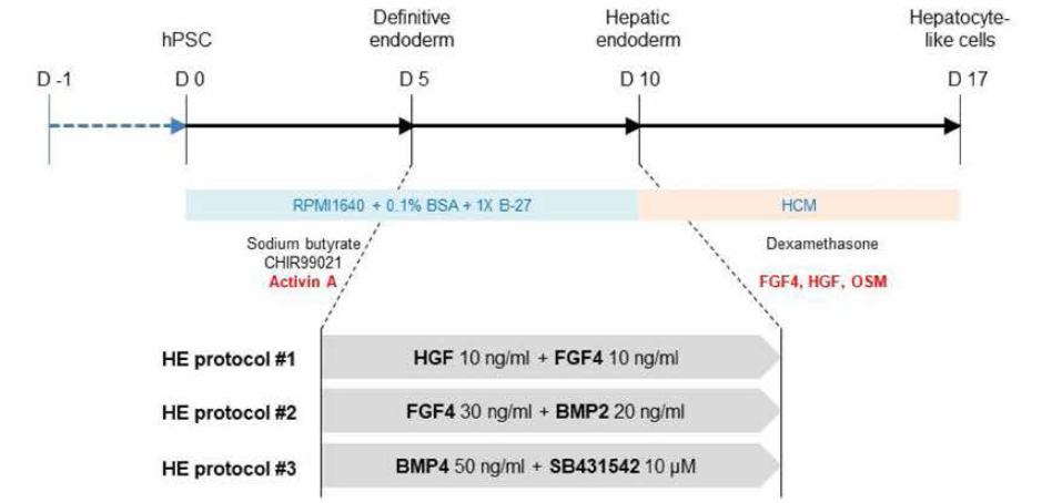 Hepatic endoderm으로의 분화유도를 위해 제시된 분화 프로토콜 모식도.