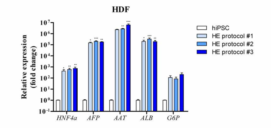 HDF-hiPSC 세포주로부터 분화된 간세포의 마커 유전자 발현 변화.