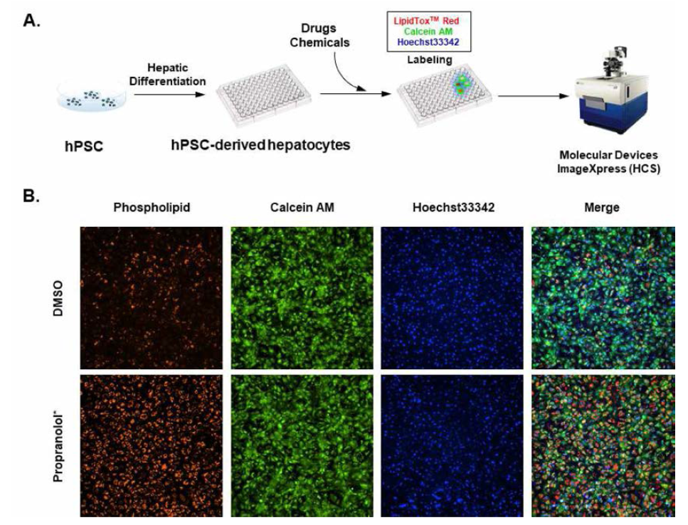 인간 전분화능 줄기세포 유래 간세포를 이용한 HCS 기반 인지질증 유발 화합물 탐색 모식도(A) 및 분석에 활용되는 HCS 장비로 획득된 이미지여).