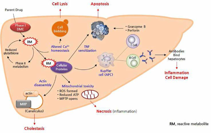 약물에 의해 유도된 간독성유발 기전