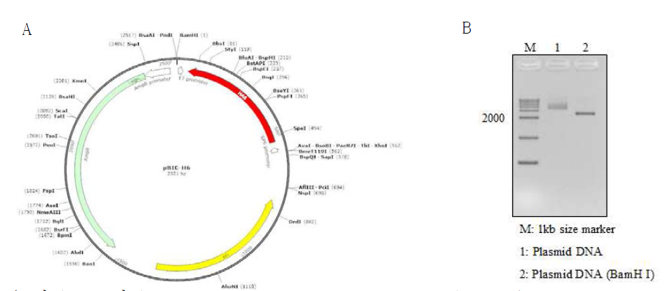 그림 16. DNA template for H6 RNA standard.