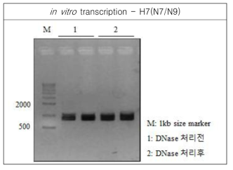 RNA transcript for H7(N7/N9) was analyzed by agarose gel electrophoresis, and spectrophotometer for concentration, 169.93ng/㎕