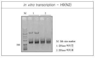 RNA transcript for H9(N2) was analyzed by agarose gel electrophoresis, and spectrophotometer for concentration, 196.43ng/㎕