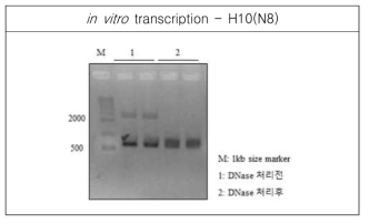 RNA transcript for H10(N8) was analyzed by agarose gel electrophoresis, and spectrophotometer for concentration, 151.96ng/㎕