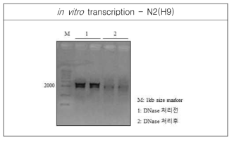 RNA transcript for N2(H9) was analyzed by agarose gel electrophoresis, and spectrophotometer for concentration, 554.59ng/㎕