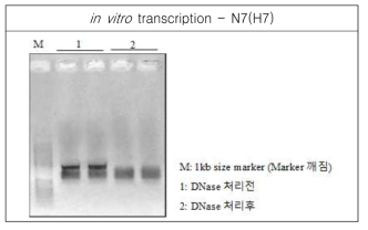RNA transcript for N7(H7) was analyzed by agarose gel electrophoresis, and spectrophotometer for concentration, 117.69ng/㎕