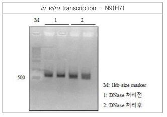 RNA transcript for N9(H7) was analyzed by agarose gel electrophoresis, and spectrophotometer for concentration, 120.45ng/㎕