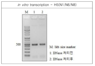 RNA transcript for H5(N1/N6/N8) was analyzed by agarose gel electrophoresis, and spectrophotometer for concentration, 150.18ng/㎕