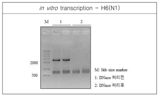 RNA transcript for H6(N1) was analyzed by agarose gel electrophoresis, and spectrophotometer for concentration, 66.72ng/㎕