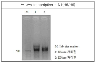 RNA transcript for N1(H5/H6) was analyzed by agarose gel electrophoresis, and spectrophotometer for concentration, 190.03ng/㎕