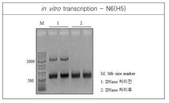 RNA transcript for N6(H5) was analyzed by agarose gel electrophoresis, and spectrophotometer for concentration, 317.27ng/㎕
