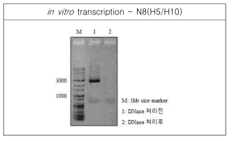 RNA transcript for N8(H5/H10) was analyzed by agarose gel electrophoresis, and spectrophotometer for concentration, 190.48ng/㎕