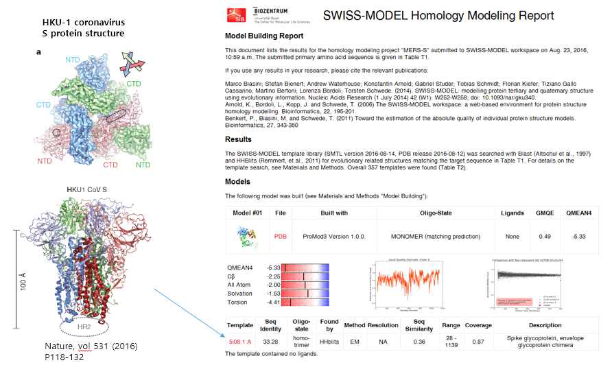 Homology modeling에 따른 MERS spike 3차구조 모델.