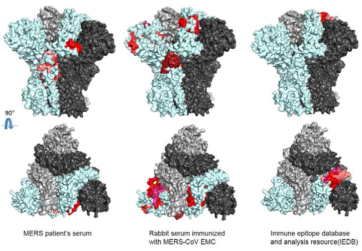 MERS-CoV spike 단백질의 3차구조 모델. Protein databank로부터 얻은 trimer 형태에서 하나의 monomer는 cyan 계통의 색으로 표시
