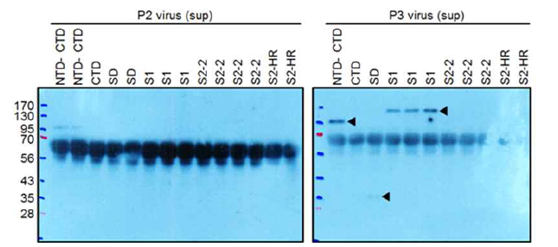 Sf9 세포에서 MERS-CoV spike construct 단백질 발현결과.