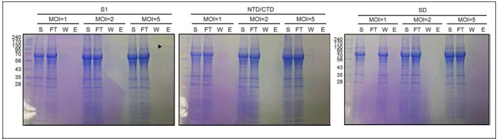 High Five 세포에서 S1, NTD/CTD, SD의 MOI별 단백질 발현 확인.