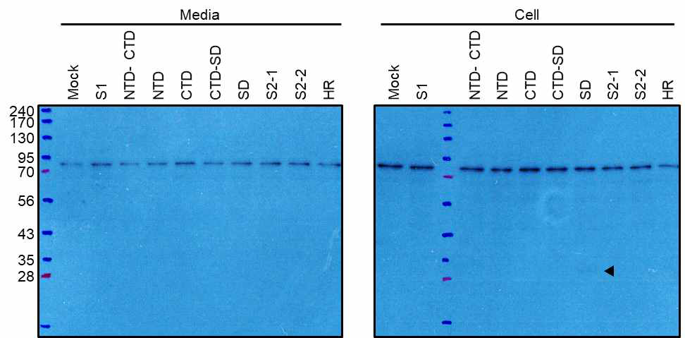 Anti-Avitag antibody를 이용한 western blot을 통한 9종 MERS spike protein 발현 확인 test