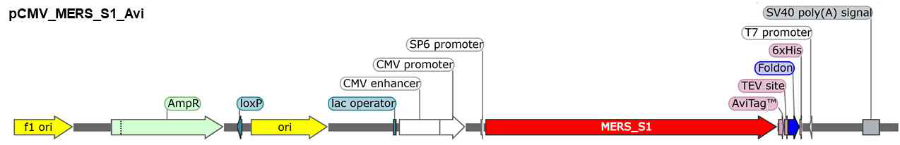 MERS spike의 wildtype signal peptide를 이용한 발현 벡터의 모식도.