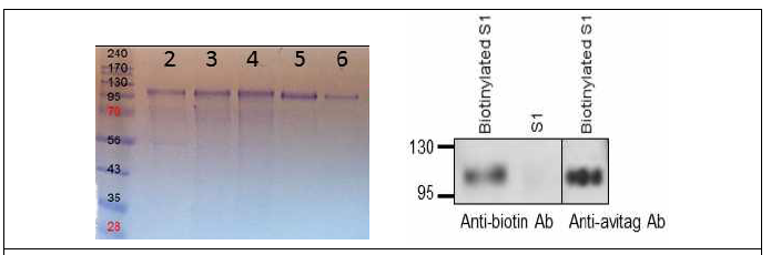 MERS spike 최종 정제된 S1 단백질 SDS-PAGE (왼쪽) 및 biotinylation 항체반응 (오른쪽) 결과