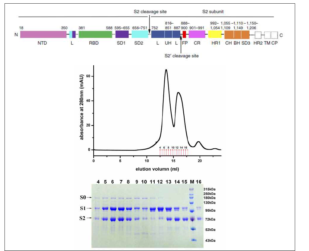 MERS spike protein construct 와 gel filtration chromatography elution profile.
