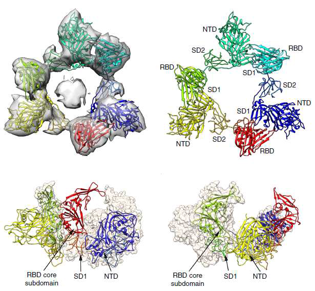 MERS spike protein에서 dissociated S1 trimer 구조