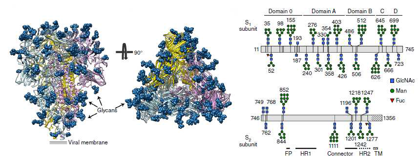HuCoV NL63 spike protein에서 glycan shield의 구조.