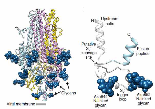 HuCoV NL63 spike protein에서 S2’trigger loop 구조