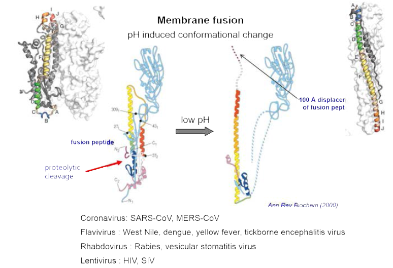 바이러스 표면단백질의 구조변화에 따른 바이러스-숙주세포의 membrane fusion