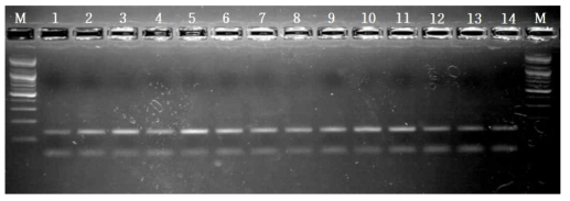 PCR products (134bp) of ALDH2 gene.