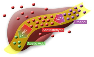 Alcohol metabolism related gene