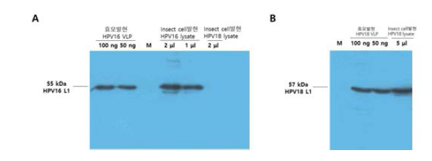Sf9 세포에서 HPV16, 18 L1 단백질 발현을 Western blot으로 확인한 결과.