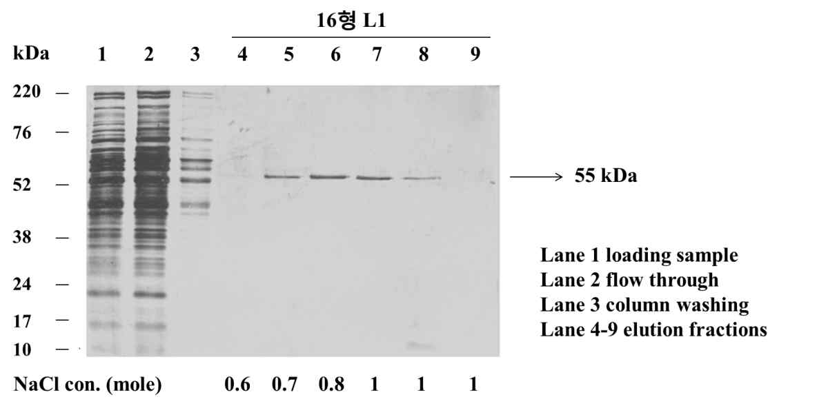 HPV 16형 VLP를 cation exchange chromatography통하여 정제한 SDS PAGE 확인결 과.