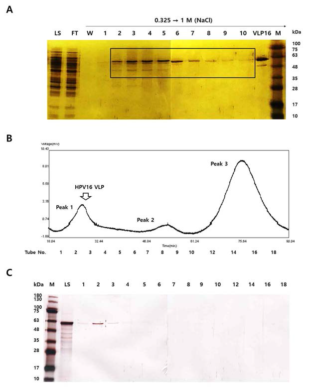 Sf9 세포에서 발현한 HPV16 L1 단백질을 heparin chromatography (A)로 1차 정제하 고 Size exclusion chromatography(B와 C)로 2차 정제하여 SDS PAGE로 확인한 결과