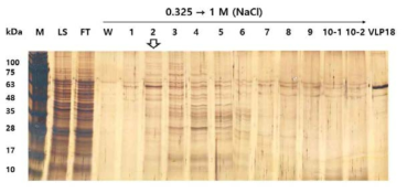 Sf9 세포에서 발현한 HPV18 L1 단백질을 heparin chromatography로 정제하여 SDS PAGE로 확인한 결과.