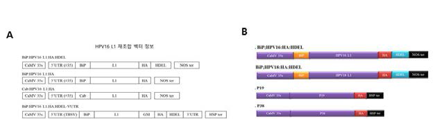 식물세포에서의 HPV16, 18형 L1항원 발현 벡터 시스템 모식도