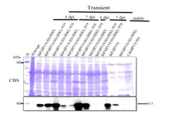 식물 세포에서 발현한 HPV16 L1과 HPV18 L1를 Western Blot으로 확인한 결과