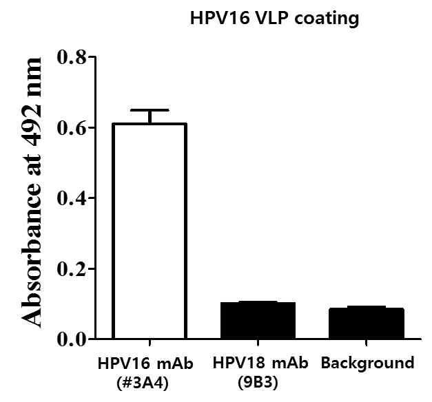 곤충세포에서 발현하고 정제한 HPV16 VLP와 단클 론항체의 반응성을 ELISA기법으로 확인한 결과