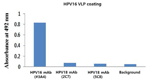 효모세포에서 발현하고 정제한 HPV16 VLP와 단클론항체의 반응성을 ELISA기법으 로 확인한 결과.