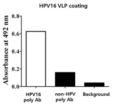 식물세포에서 발현하고 부분 정제한 HPV16 VLP와 다클론항체의 반응성을 ELISA 기법으로 확인한 결과.