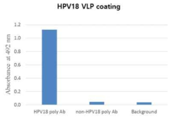 식물세포에서 발현하고 부분 정제한 HPV18 VLP와 다클론항체의 반응성을 ELISA 기법으로 확인한 결과.