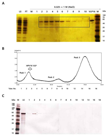 Sf9 세포에서 발현한 HPV16 L1 단백질을 heparin chromatography (A)로 1차 정제하 고 Size exclusion chromatography(B와 C)로 2차 정제하여 SDS PAGE로 확인한 결과