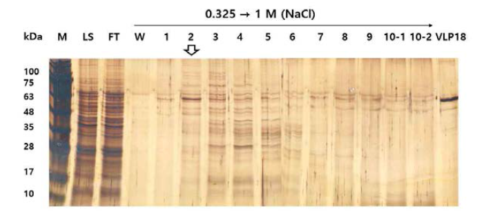 Sf9 세포에서 발현한 HPV18 L1 단백질을 heparin chromatography로 정제하여 SDS PAGE로 확인한 결과.